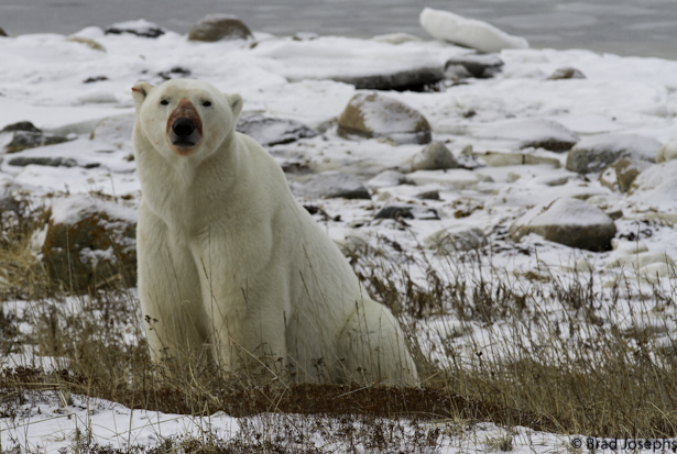 brad josephs, polar bear seal kill, image of polar bears eating seal