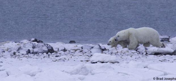 polar bear mom and cubs