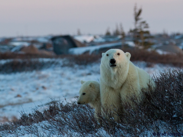mother and cub polar bear, churchill manitoba