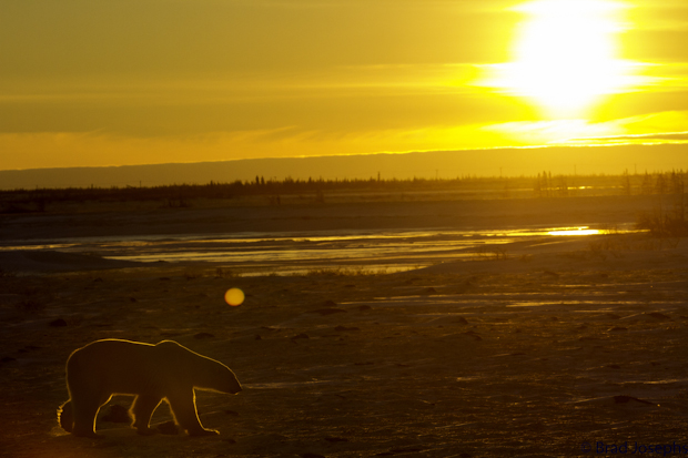 polar bear image at sunset