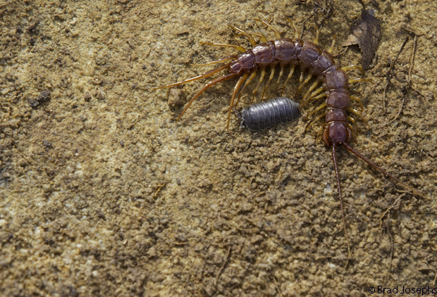 A red centipede and roly-poly hang out on a slab os limestone.