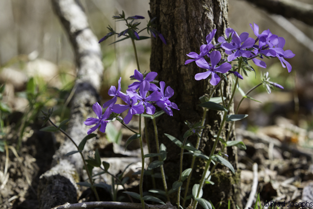 The wild blue flox is the earliest flower to appear on the forest floor in the early spring. They are like purple beacons to hungry bees and butterflies who venture out when the daytime temps rise above 60 degrees. 