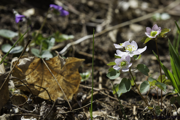 White Rue Anemone in the ofreground, and wild blue flox in the back. 