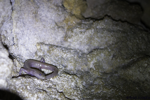 The grotto salamander (Eurycea spelaea) — also called the Ozark blind salamander 