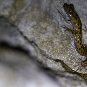 cave salamader picture, image orange and black spots