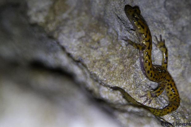 cave salamader picture, image orange and black spots