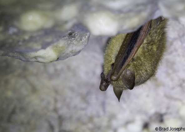 little brown bat, ozarks, arkansas