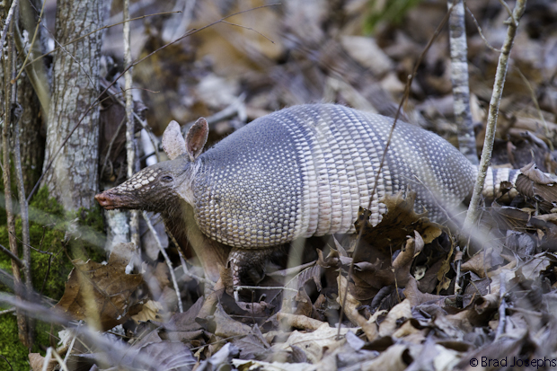 Armadillos recently expanded their range from the west in the last 20 years and are now common in Arkansas. They root around the leaf litter looking for insects. Check out the below video of how close this armadillo approached me. 