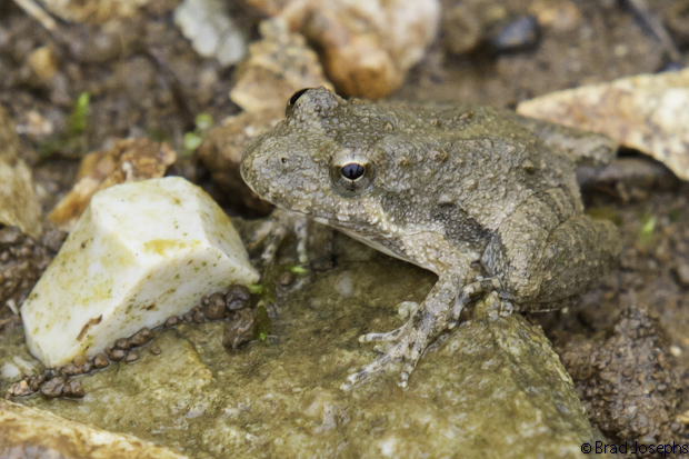 Frogs are vulnerable to environemtal disturbance and pollution. Their presence is a bioindcator of clean water and a prestine ecosystem. Their calls in the spring and add atmosphere to land, and they are deadly at controlling insect propulations. This is a tiny Blanchard's Cricket frog. 