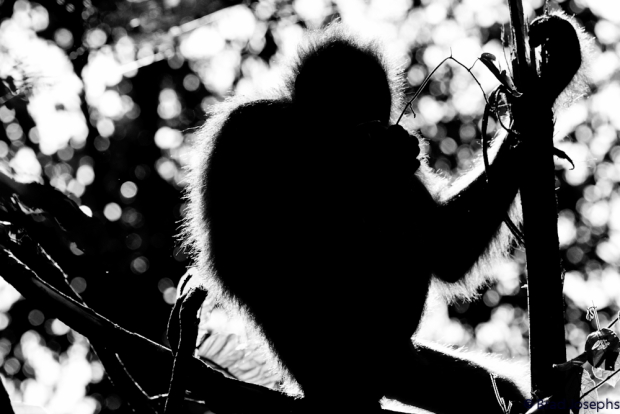 black and white image orangutan