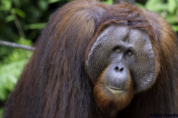 photo of giant male orangutan