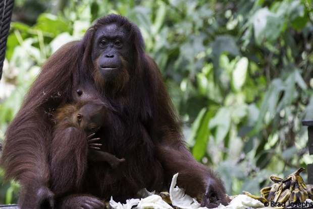 image, picture, photo tiny newborn orangutan, image of orangutan baby, baby orangutan