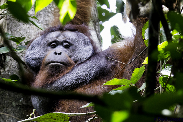 image of danum valley wild male orangutan, ali baba, orang image, photo, picture