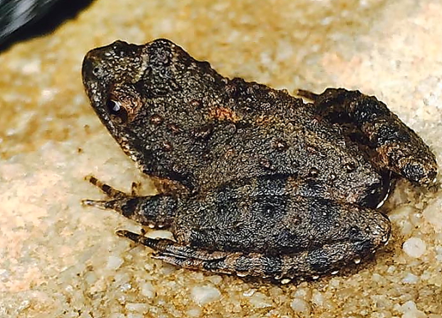 Lots of blachard's cricket frogs can be found in the wet soil and damp rocks around the pond. These tiny guys are constantly calling as well. They sound like little metal balls clicking together. So cool!!
