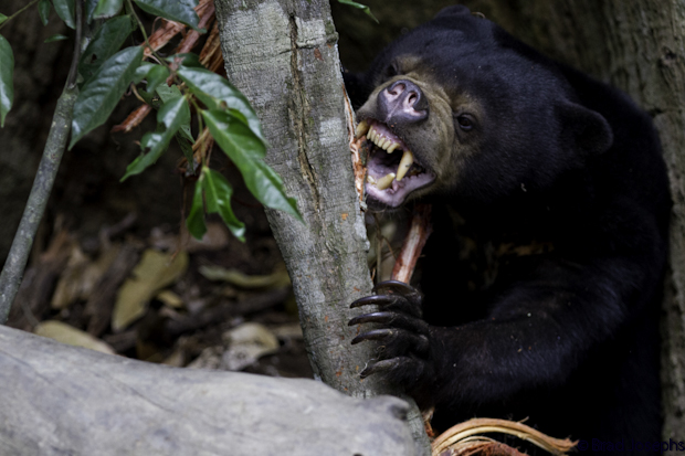 Sun bears are the smallest of the world's 8 bear species, but they are tough and intense as any animal I have ever encountered. 