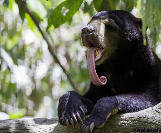 sun bear tongue photo image