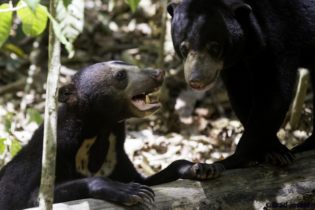 SUn bears at the BSBCC's semiwild forest enclosures interact with each other. As Wong told us, the best enrichment for sun bears in captivity are other sun bears. 