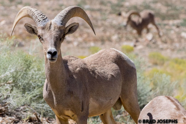 image of desert bighorn, brad josephs