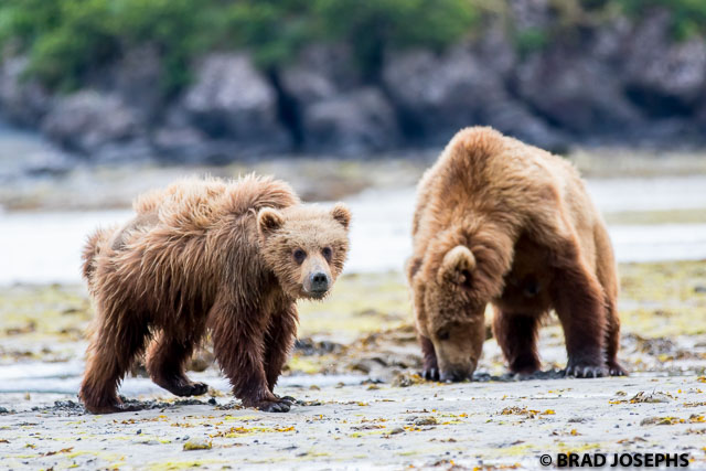 A female and her two third summer cubs dig for clams at low tide.