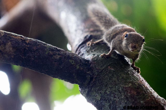 borneo pygmy squirrel