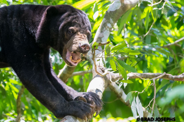 I am totally intrigued by sun bears, and so sad that they are so seriously endangered. 