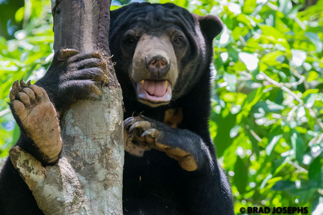 Sun bears are the smallest and most arboreal of the world's eight bear species, and play an integral role the ecology of the Bornean forests as seed dispersers, termite controllers, and cavity excavators as they dig into tree trunks in search of insects, which are used as nesting sites by flying squirrels and hornbills. 