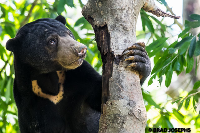 We had amazing views of a sun bear foraging in the canopy at the Bornean Sun Bear Conservation Center (BSBCC) in Sepilok. 