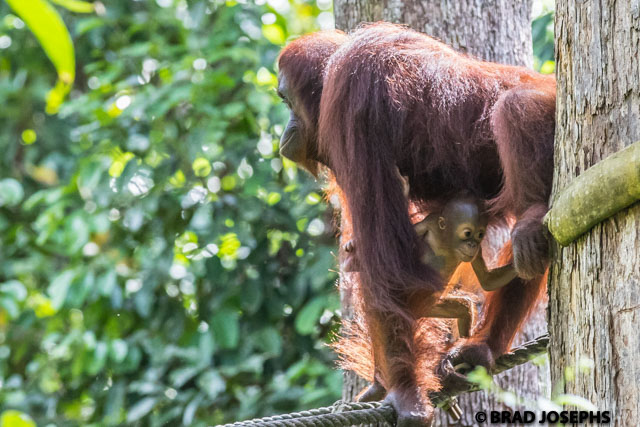 A mother orang and her 4 month old baby in Sepilok. 