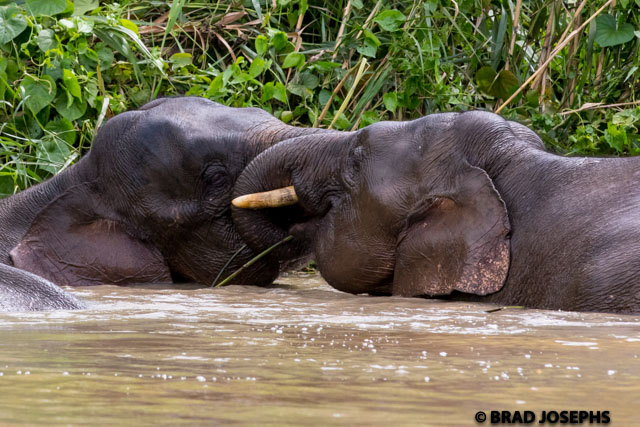Two Bornean pygmy elephants wrestle in the Kinabatangan River. 