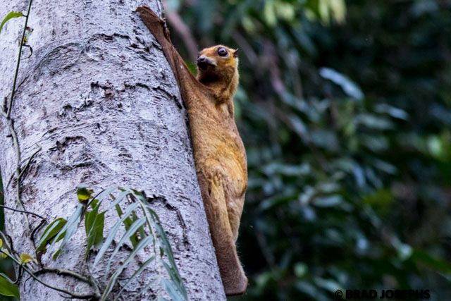 An extremely rare golden phase of a flying lemur (calugo) in the Kinabatangan. 