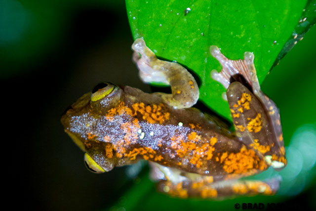 One more of the gorgeous harlequin frog. 
