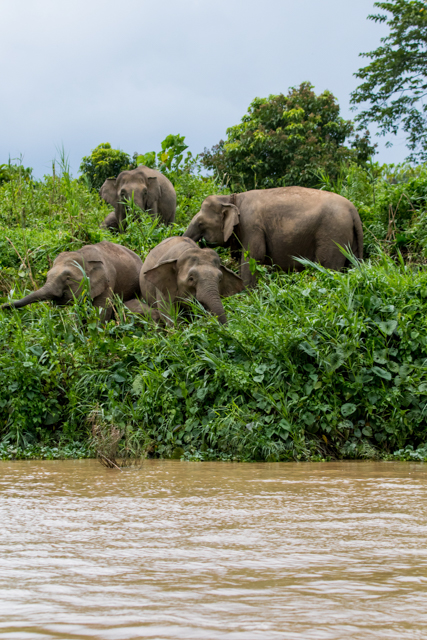 Part of a large herd of pygmy elephants on the kinabatangan river. 