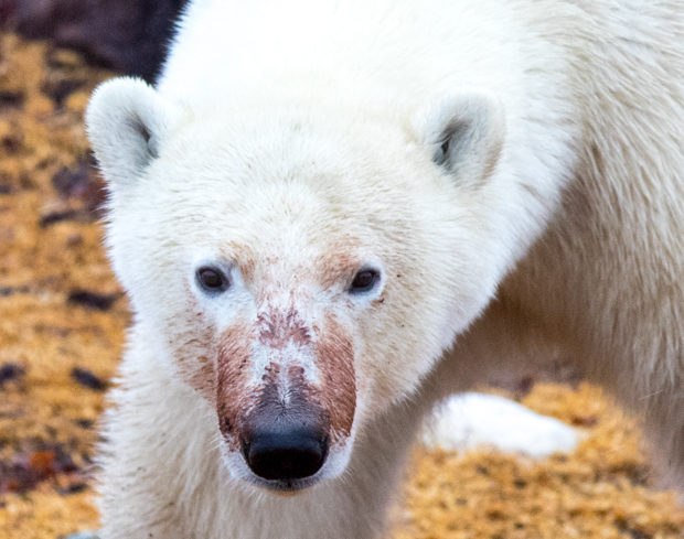 churchill polar bear portrait