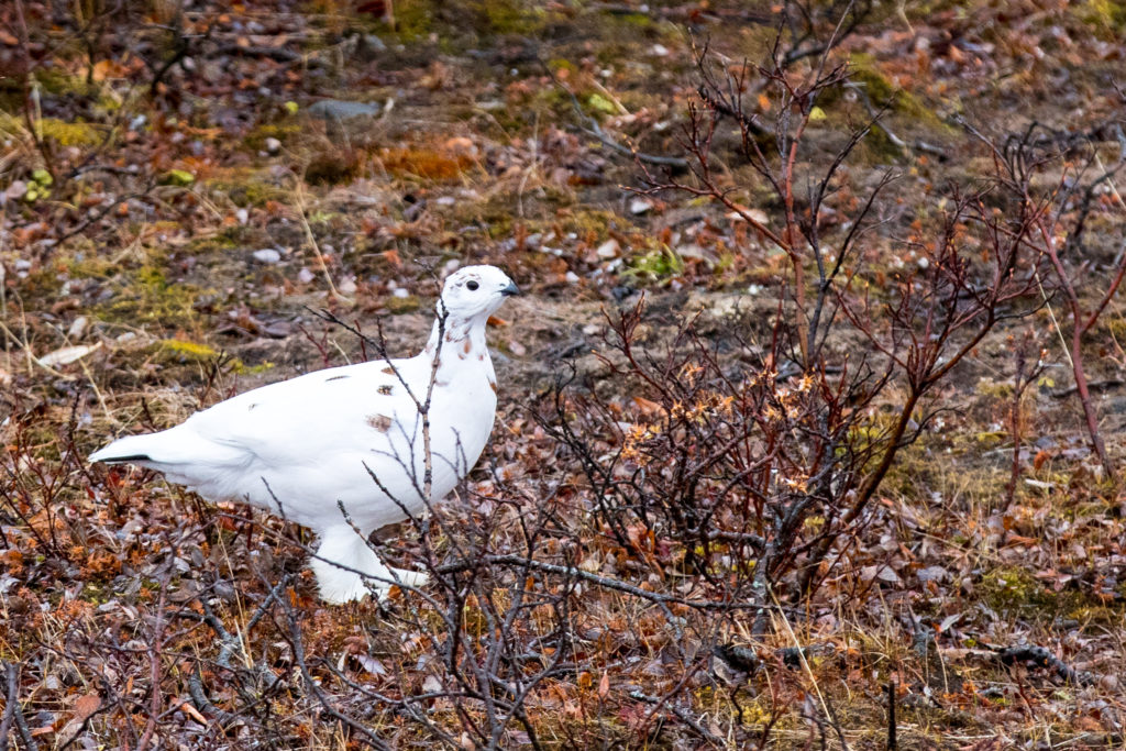Ptarmigan are brown in the summer and change to pure white in the winter, except for some black tail fathers which distract aerial predators which try to hit the birds in the dark eyes. You can see a few summer feathers still left on this bird as it changes to its winter phase. 