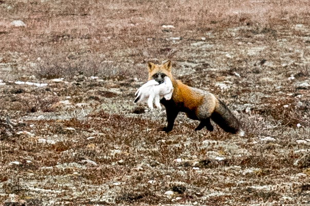 red fox killed arctic hare