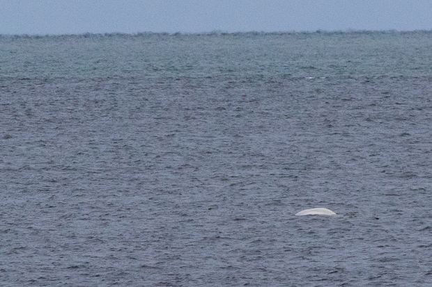 picture image of churchill beluga whale, churchill river, whale watching image