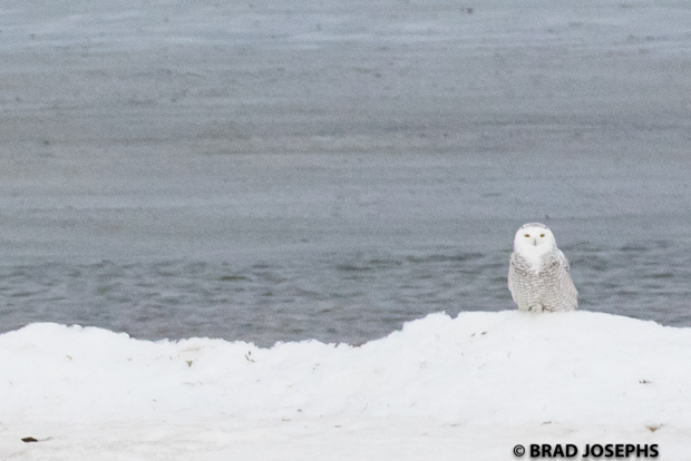 A little while later we saw another owl sitting at the water's edge. 
