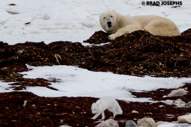 As we waited near a pair of two huge males taking a nap, an arctic fox trotted by, waking up the bear an instant. These bears are accustomed to having foxes around them as they will follow the bears onto the sea ice and clean up the scraps from their seal kills. 