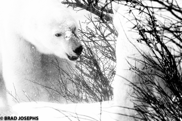 image of polar bear charge, polar bear fight, black and white polar bear image, black and white photography