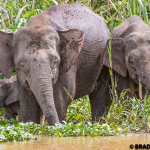 baby elephant borneo, kinabatangan river, sukau, sabah