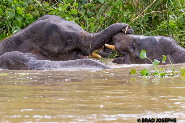pygmy elephants borneo image, picture, photo, Borneo, brad josephs