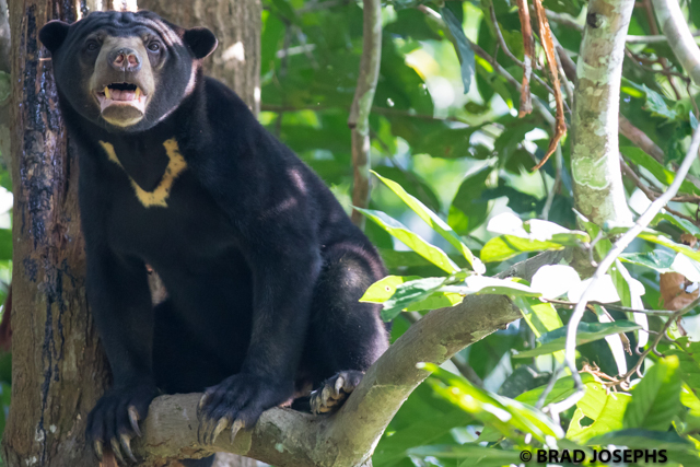 sun bear climbing at the Borneo Sun Bear Conservation Center, sun bear, borneo, borneo wildlife