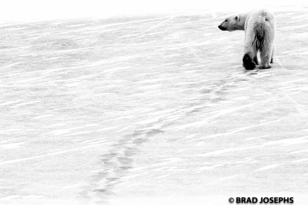 black and white polar bear image, polar bear walking, monochrome polar bear, black and white photography