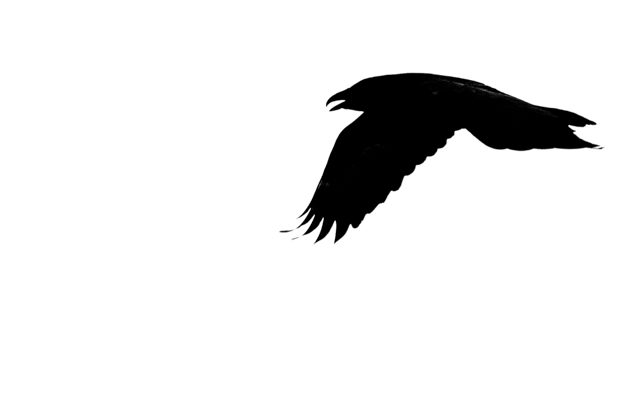 raven image in flight, black and white photo