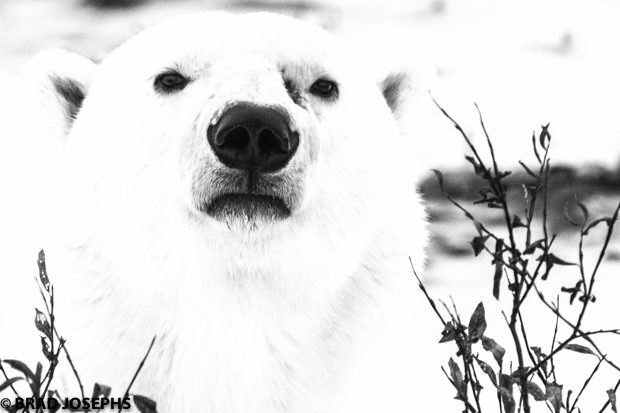 a black and white image of a polar bear, portrait