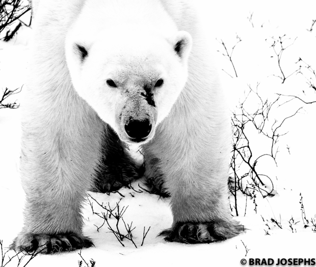 black and white polar bear photo, black and white imagery, scarface, monochrome polar bear