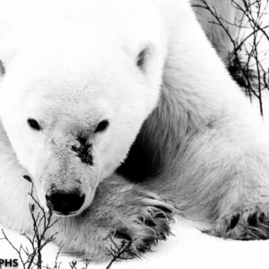 black and white polar bear image