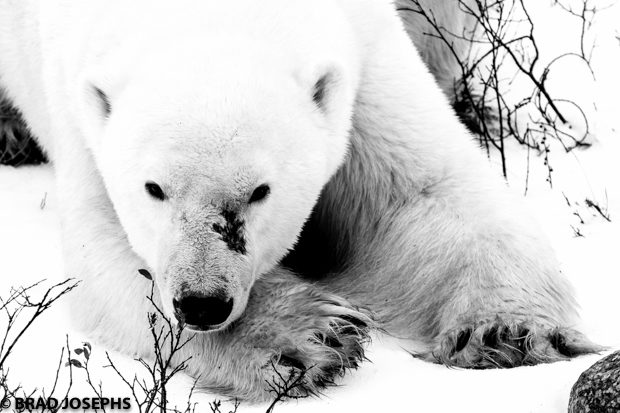 black and white polar bear image