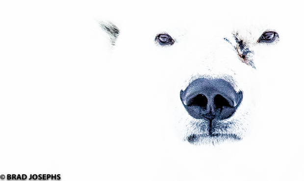 polar bear, spirit, climate change, extinction, black and white photos, photography