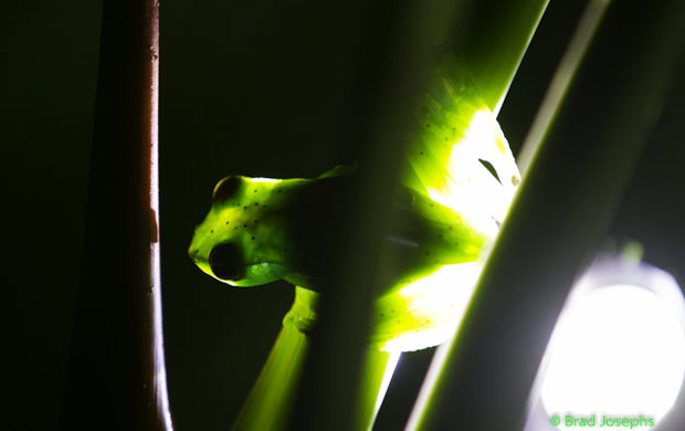 Rhacophorus dulitensis jade tree frog, brad josephs